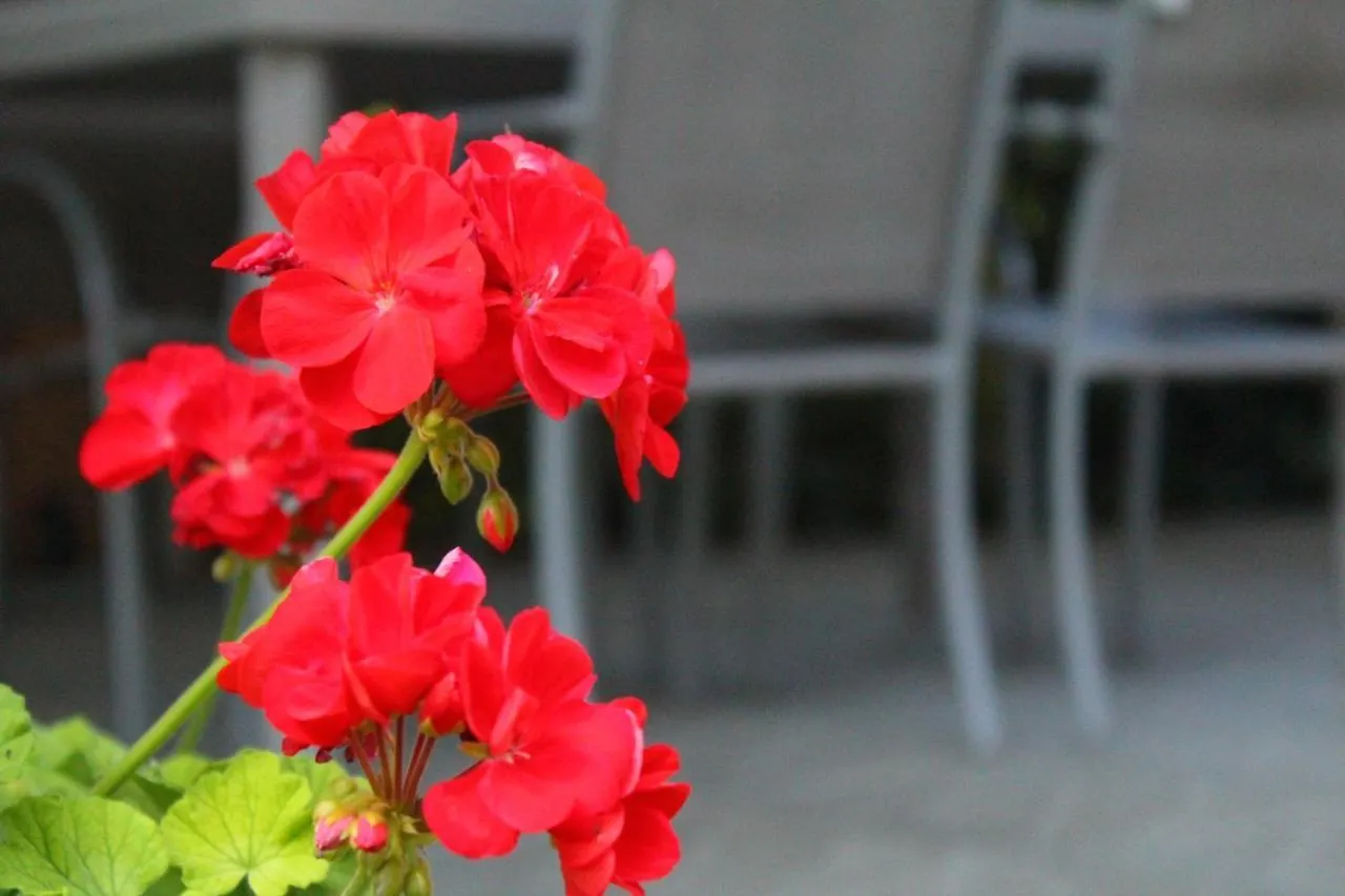 Il Casolare Bed & Breakfast Penna 0*,